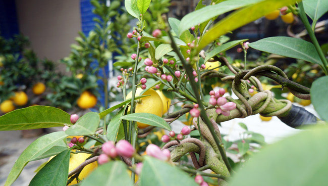 Chanh vàng bonsai phú quý độc lạ thế nào mà gây sốt ở Thủ đô?